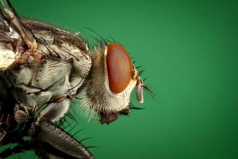 苍蝇微距摄影图片(15张)