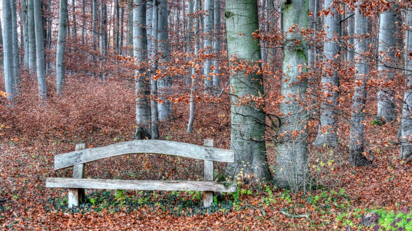 秋天公园里的长椅图片(9张)