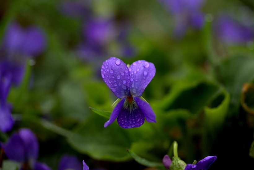 盛开的紫罗兰图片(16张)