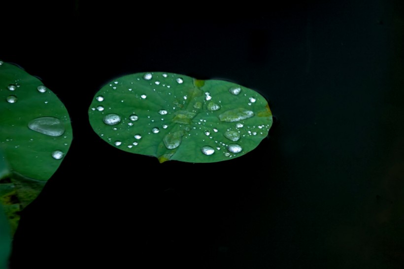 雨后池塘中的荷叶图片(8张)