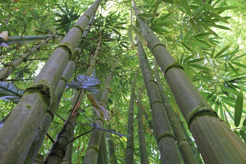 翠绿的竹林图片(14张)