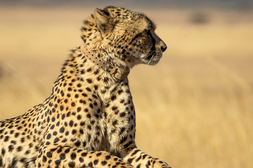 南非猎豹图片(12张)