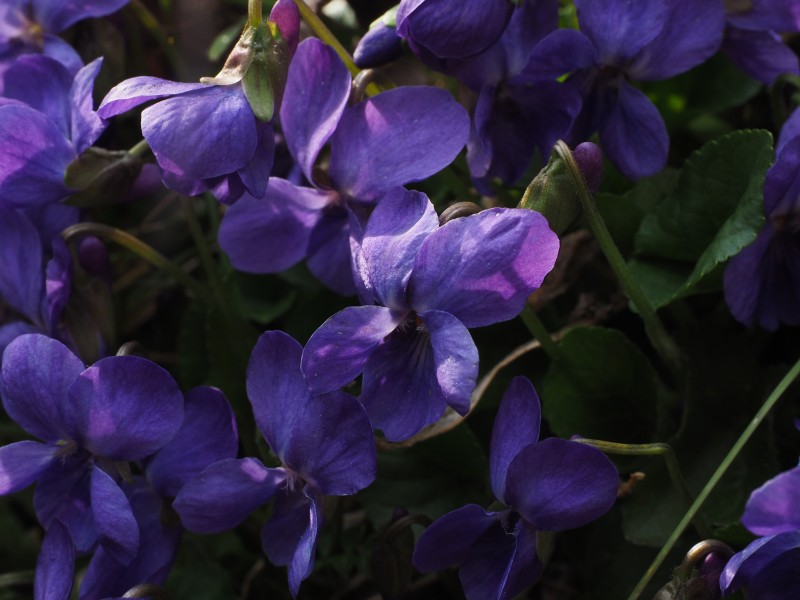 盛开的紫罗兰图片(16张)