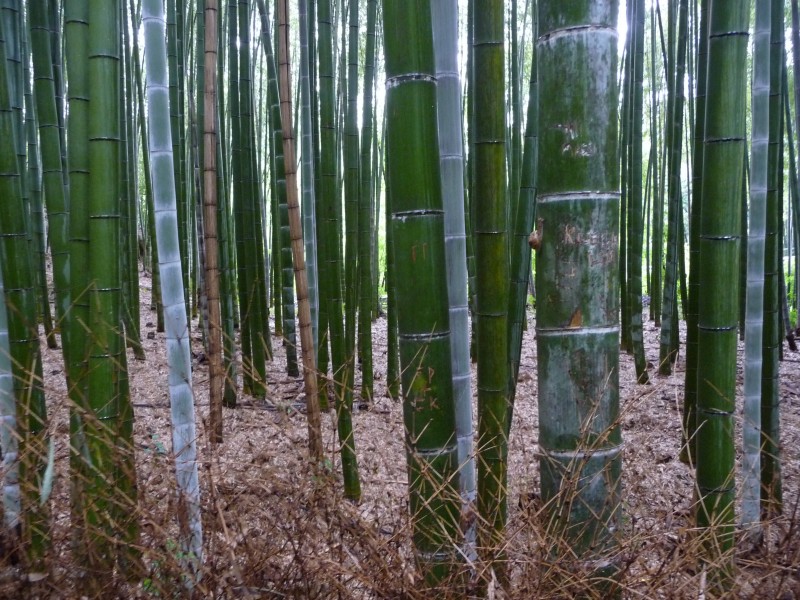 翠绿的竹林图片(14张)