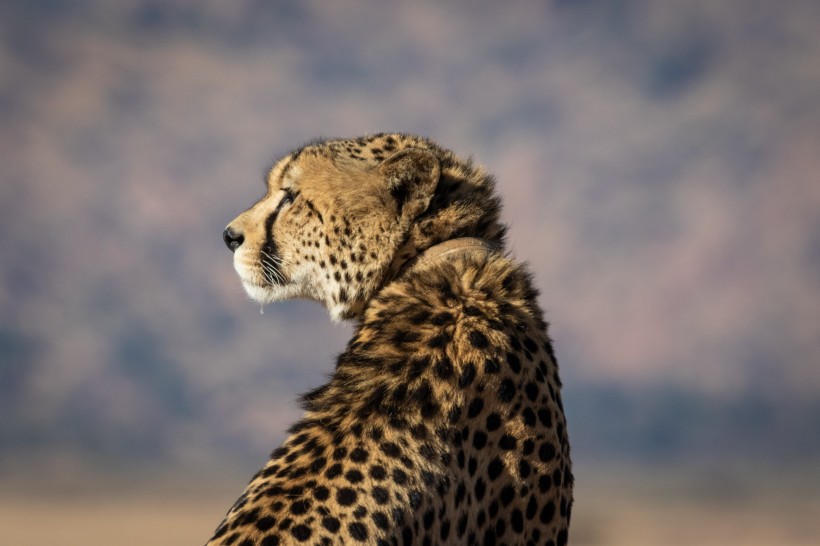 南非猎豹图片(12张)
