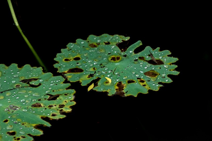 雨后池塘中的荷叶图片(8张)