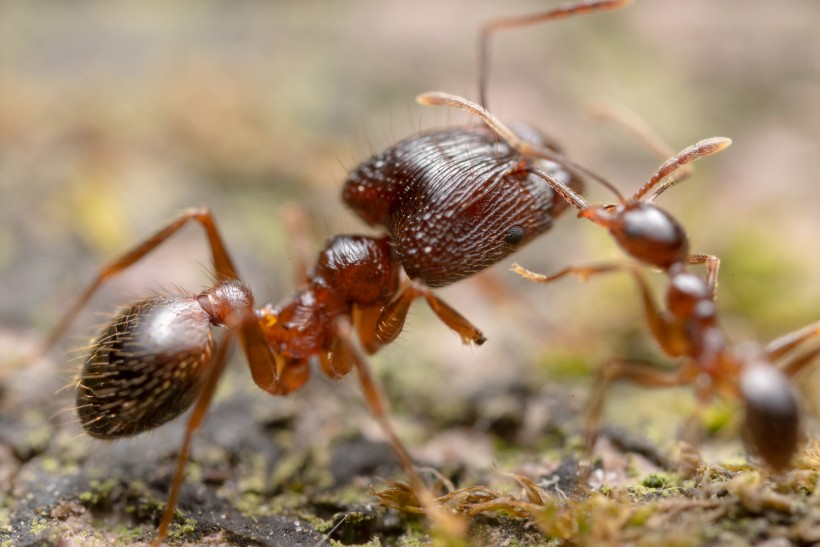 微距蚂蚁图片(10张)