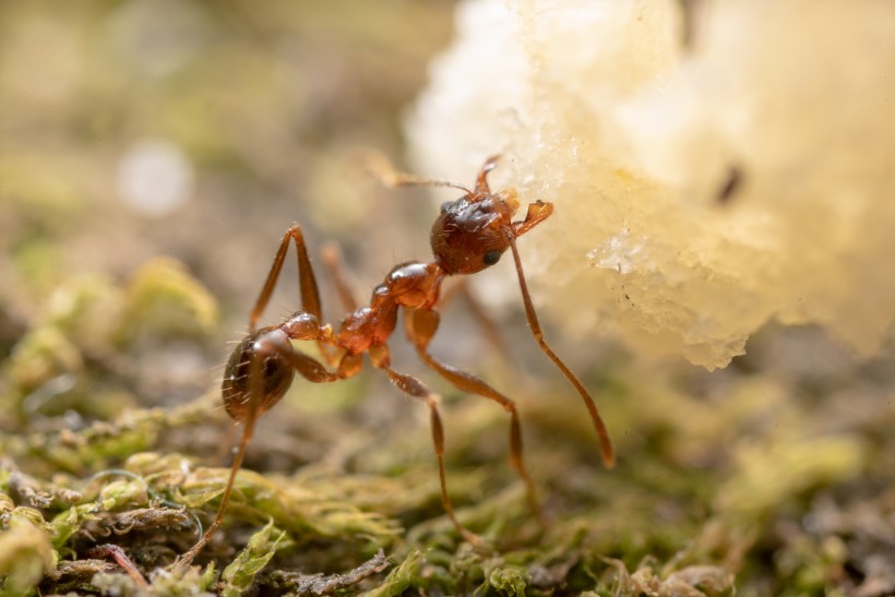微距蚂蚁图片(10张)