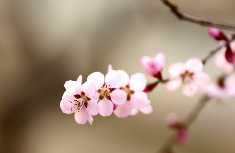 美丽的山桃花图片(12张)