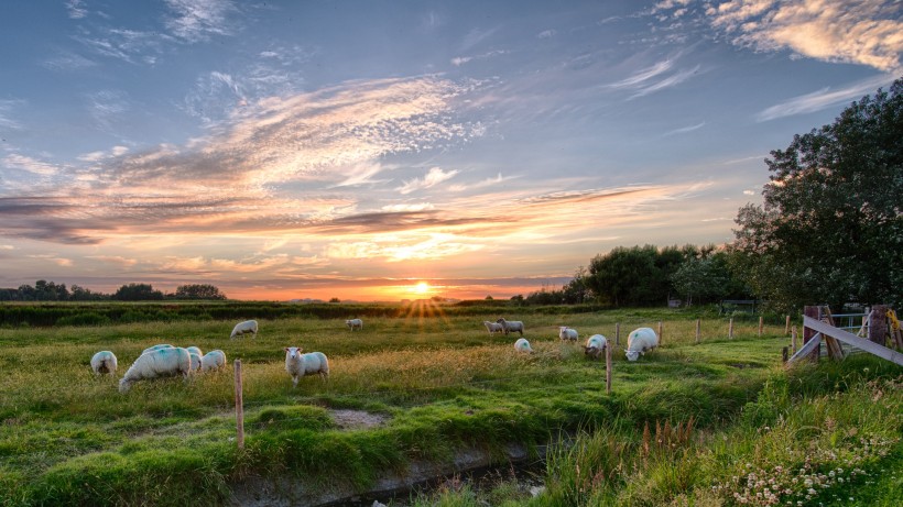 草地上的绵羊图片(12张)
