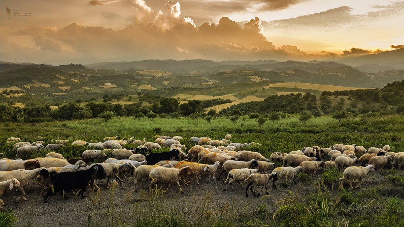 草地上的绵羊图片(12张)