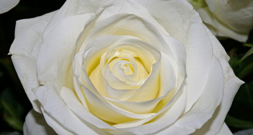 清纯淡雅的白玫瑰图片(15张)