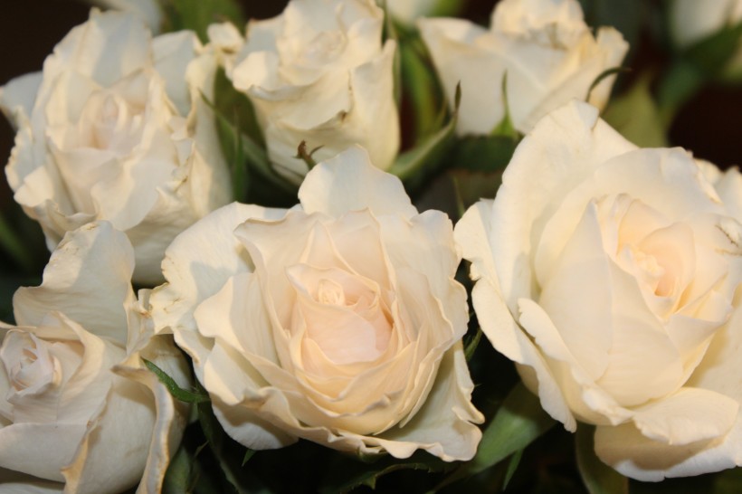 清纯淡雅的白玫瑰图片(15张)