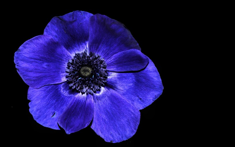 紫色银莲花图片(9张)