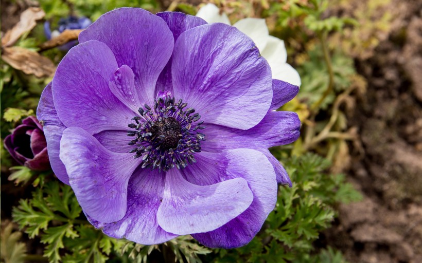 紫色银莲花图片(9张)