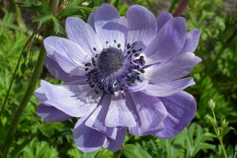 紫色日本银莲花图片(9张)