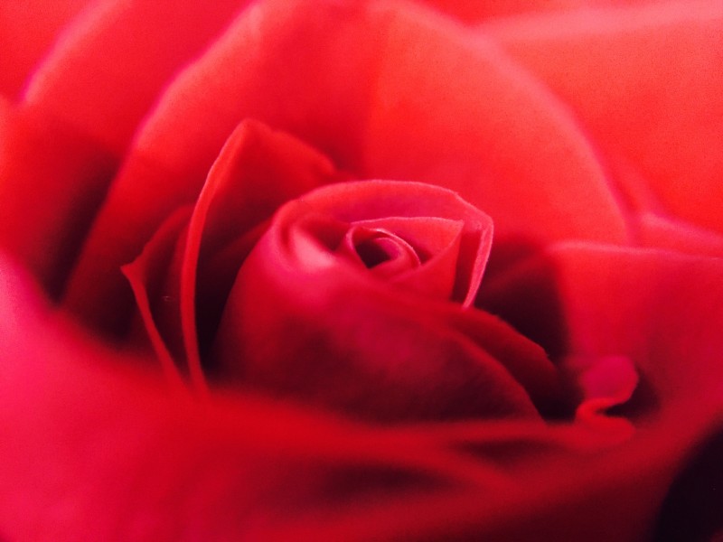 红玫瑰特写图片(10张)