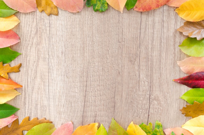 放着叶子的木板背景素材图片(9张)