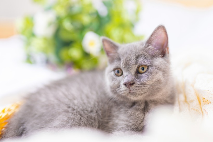 可爱灰色小猫图片(10张)