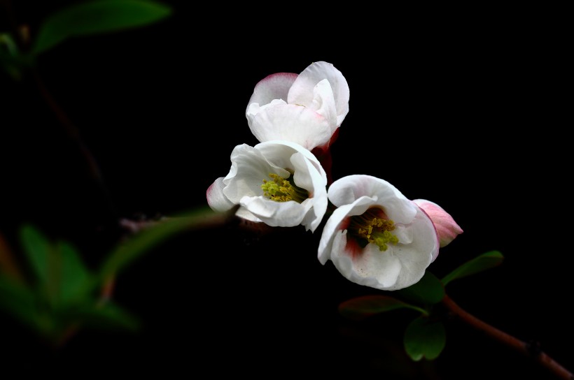 高雅的海棠花图片(22张)