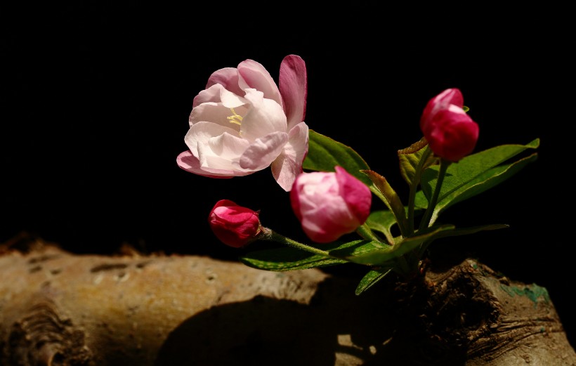 高雅的海棠花图片(22张)