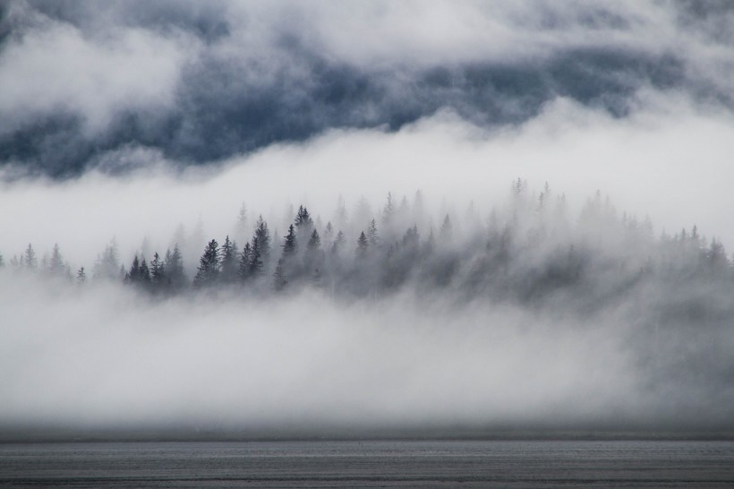 雾天的森林图片(11张)