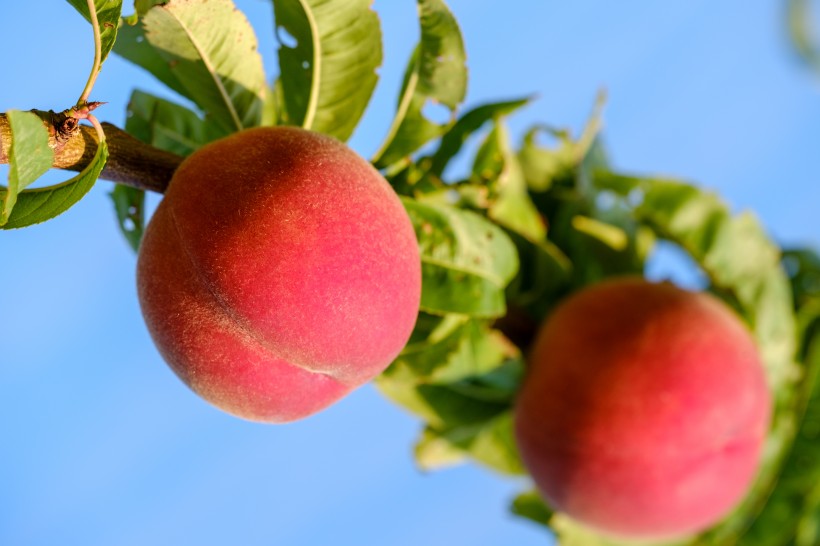 树枝上的桃子图片(16张)