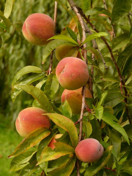 树枝上的桃子图片(16张)