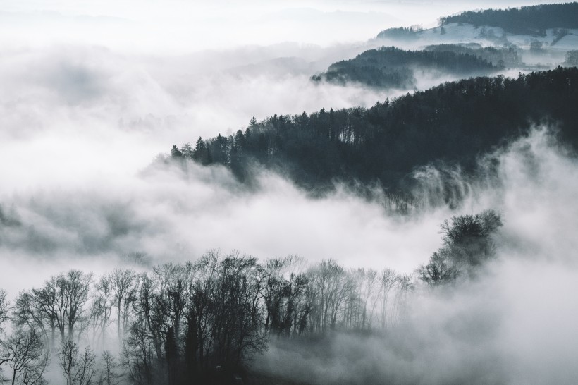 雾天的森林图片(11张)