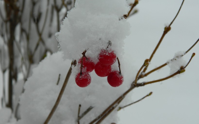 冬日的红色浆果图片(9张)