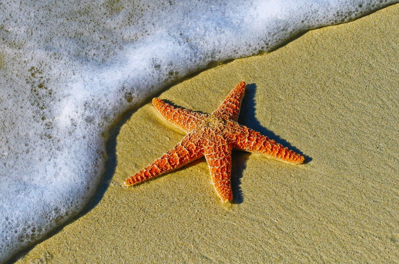 沙滩上的海星图片(14张)