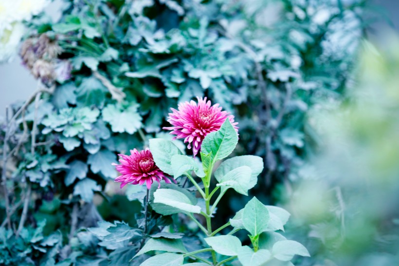 鲜艳的菊花图片(11张)