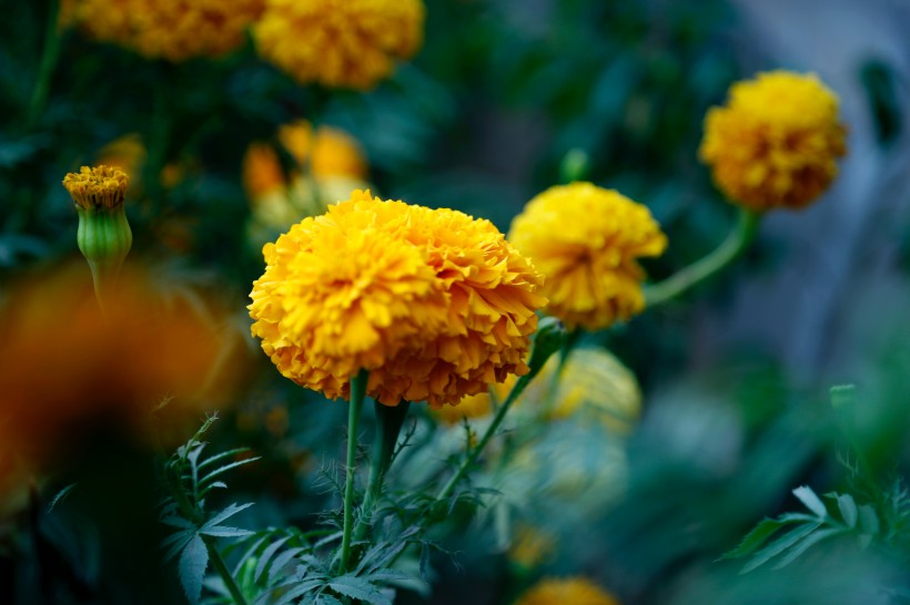 鲜艳的菊花图片(11张)