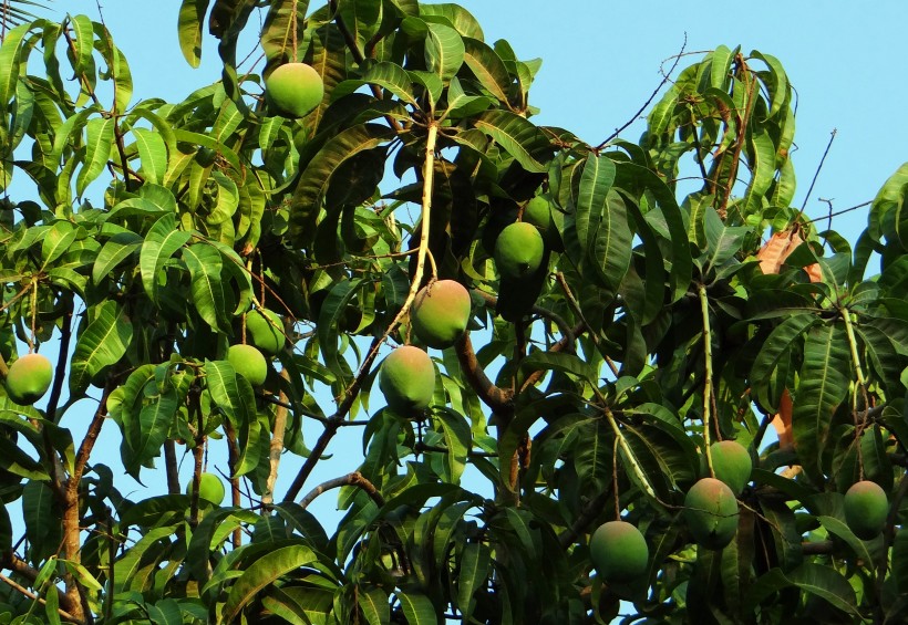 树枝上未成熟的芒果图片(12张)