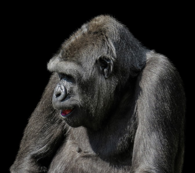 呆萌可爱的银背大猩猩图片 (11张)