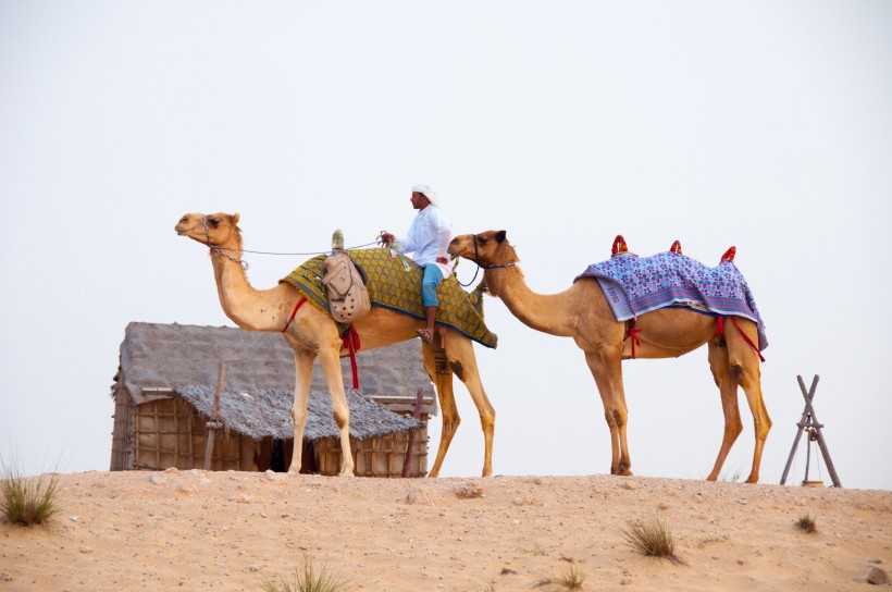 沙漠中的骆驼图片(14张)
