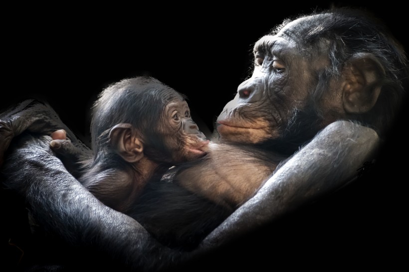 呆萌可爱的银背大猩猩图片 (11张)