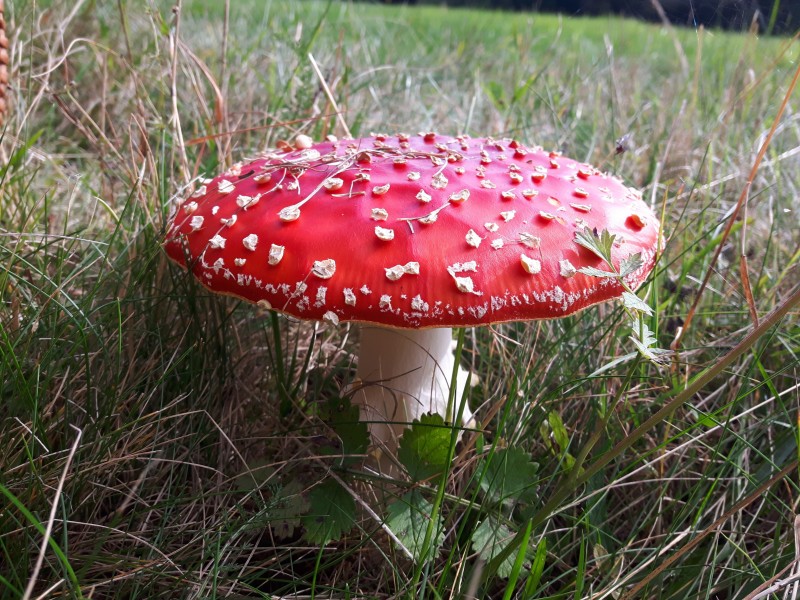 颜色鲜艳的毒蘑菇图片(13张)