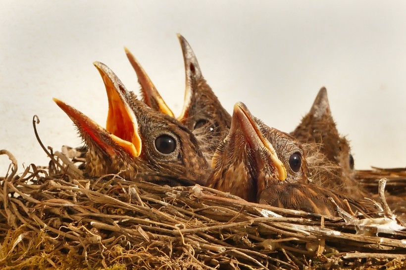 鸟巢中嗷嗷待哺的雏鸟图片(10张)