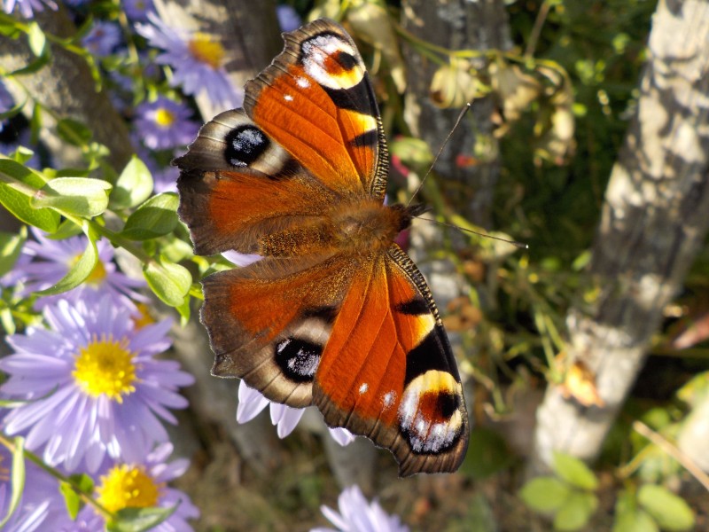 花丛中的孔雀蝴蝶图片(13张)