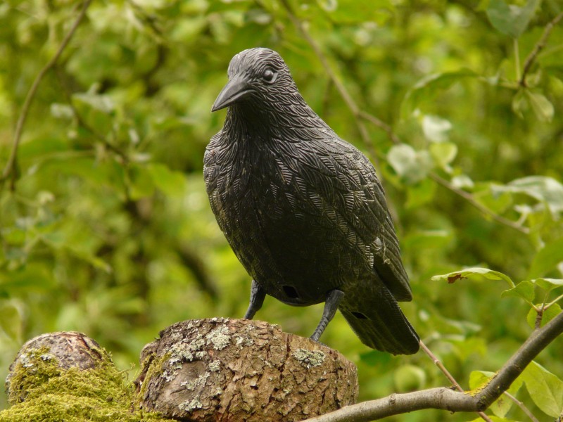 黑色羽毛的乌鸦图片(15张)