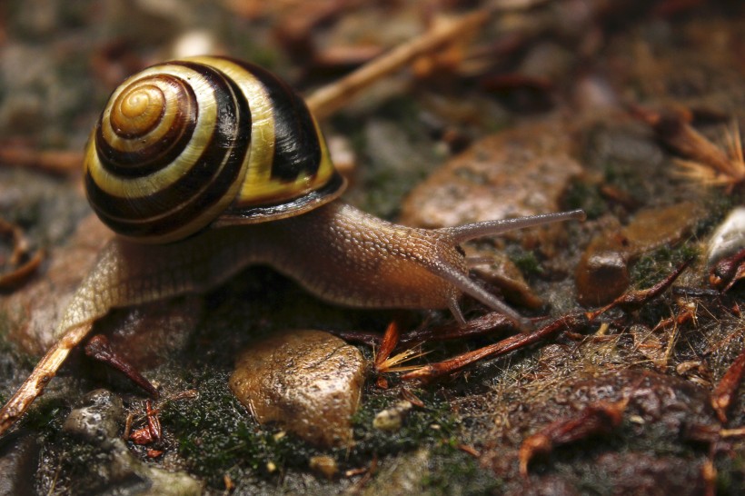 爬行的蜗牛图片(13张)