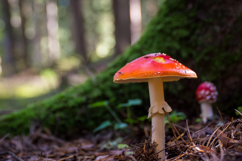 颜色鲜艳的毒蘑菇图片(13张)