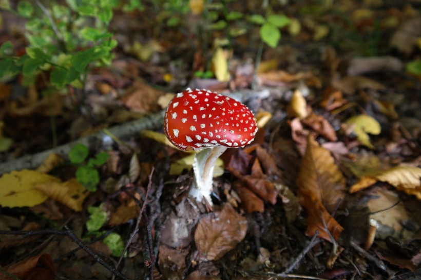 颜色鲜艳的毒蘑菇图片(13张)
