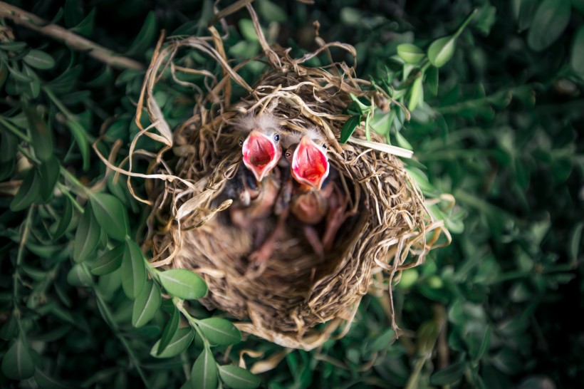 鸟巢中嗷嗷待哺的雏鸟图片(10张)