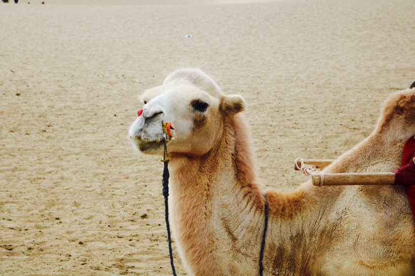 沙漠中的骆驼图片(14张)