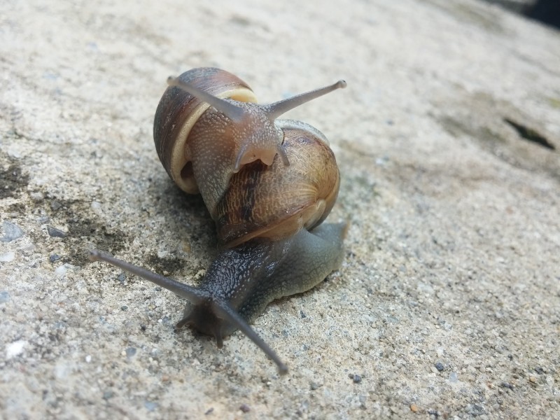 爬行的蜗牛图片(13张)