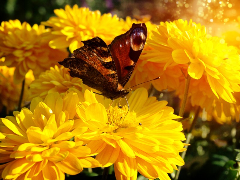 花丛中的孔雀蝴蝶图片(13张)