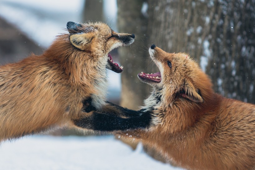 可爱灵气的狐狸图片(11张)