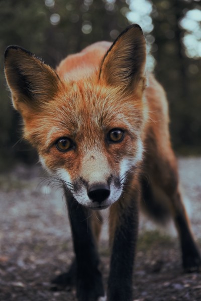 可爱灵气的狐狸图片(11张)